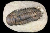 Bargain, Crotalocephalina Trilobite - Foum Zguid, Morocco #119882-2